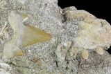 Cretaceous Fish (Stromerichthys) Jaws & Shark Teeth In Rock #88710-2